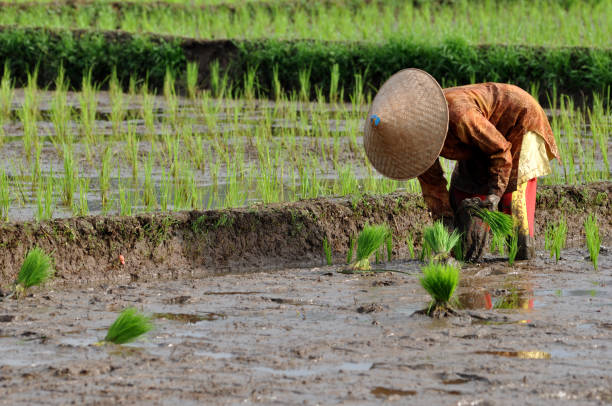 istock Indonesian female farmer planting rice in a rice field, Ciamis, West Java - Indonesia 1433503896