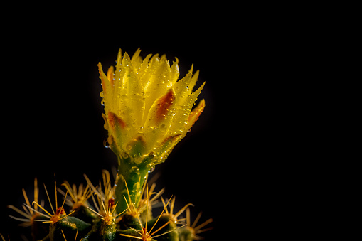 Bright yellow cactus flower in dew drops. Closeup of a beautiful plant with thorns on a black background