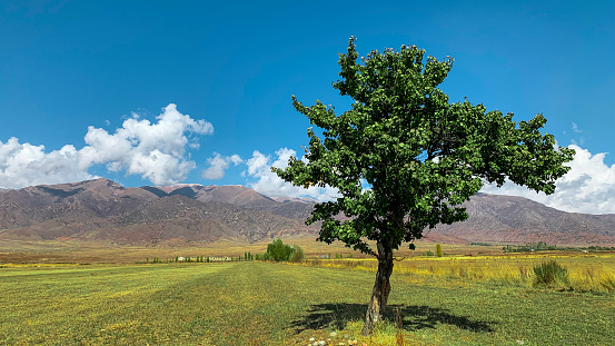 Splendid landscape with a tree  in a field with mountain range in the background in a bright sunlight