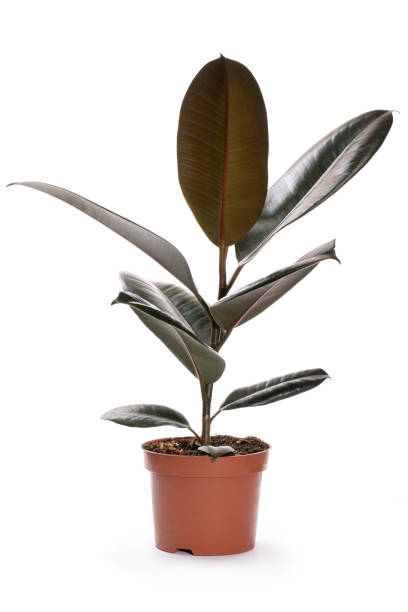 istock Indoor ficus in a pot on a white background 1433509322