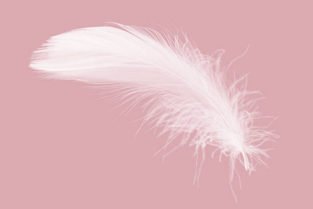istock White Bird Feather Isolated on Pink Background. Floating Swan Feather 1433510385