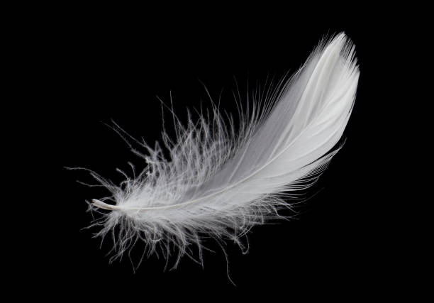 istock White Bird Feather Isolated on Black Background. Down Swan Feather 1433510386