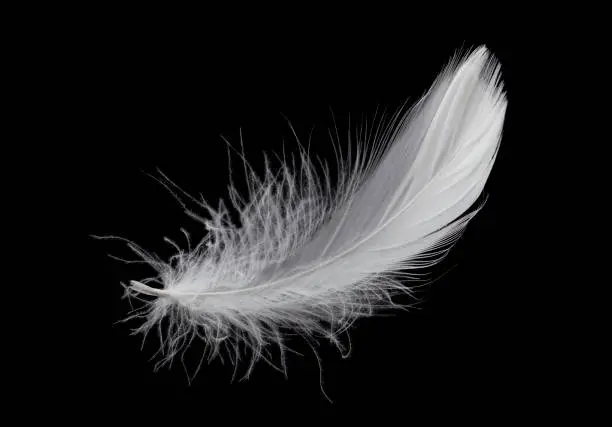 White Bird Feather Isolated on Black Background. Down Swan Feather