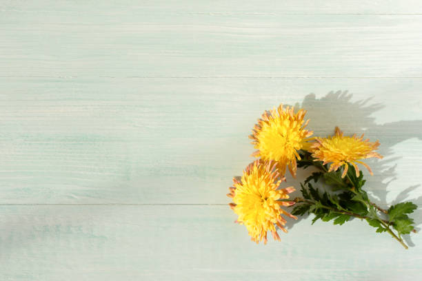 Yellow flower of a chrysanthemum with seashell, selective focus. Still life on a wooden background with copy space for text