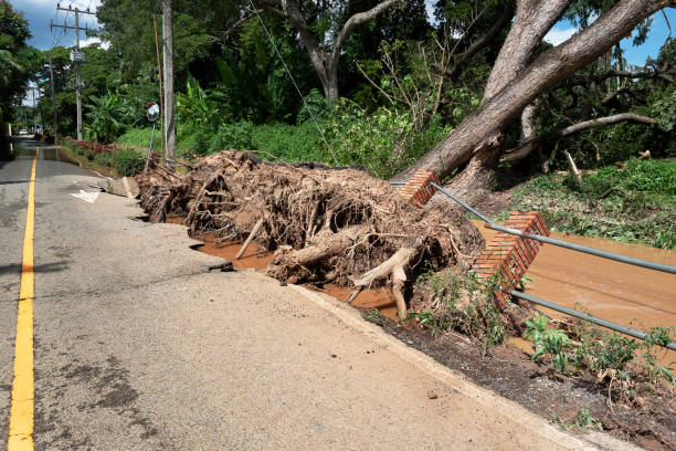 istock A large tree falls onto a house and rips up the cement sidewalk 1433511306