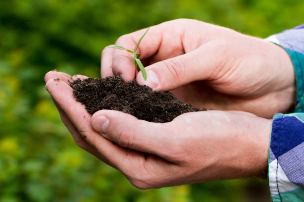 istock Small green sprout with soil in male hand 1433511340