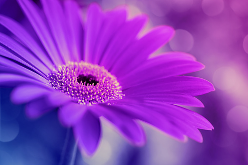 Close-up of a beautiful Gerbera flower on a defocused lights background. Beautiful bokeh. Toned image.