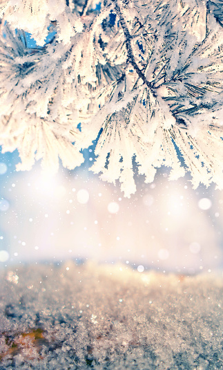 Woodland. Branch covered snow. Happy New Year. Web banner with copy space. Fairy forest. Christmas atmospheric mood. Winter fairytale.