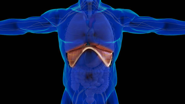 diafragma anatomía del sistema respiratorio humano para el concepto médico 3d renderizado - diaphragm fotografías e imágenes de stock