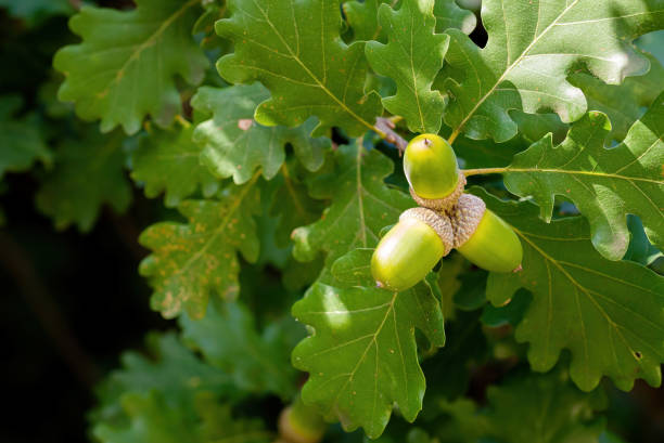 macro de bellota - oak leaf oak tree acorn season fotografías e imágenes de stock