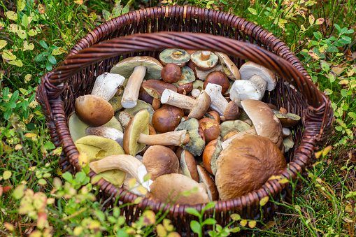 A mix of forest edible mushrooms. Freshly harvested bay bolete with boletus edulis
