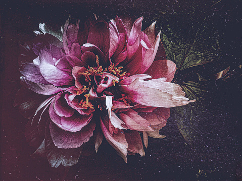 My original horizontal closeup photo of green leaves and a pink Peony growing on a bush in a garden in Spring has been transformed using the Mextures app to bring a rich, mysterious Renaissance feel to the image.