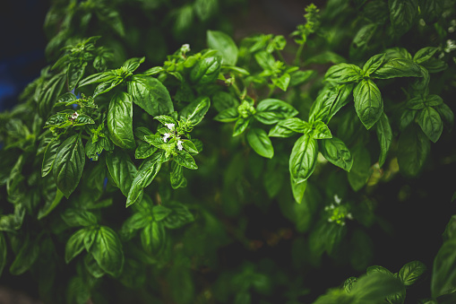 green fresh italian basil grows outdoors in a garden.