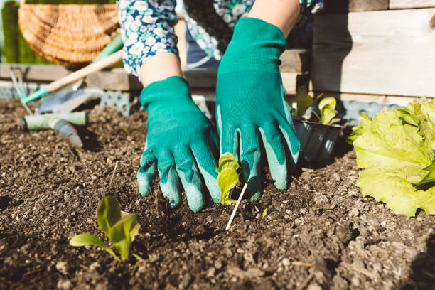 istock Women doing work outdoors in the garden  on a sunny day 1433524111