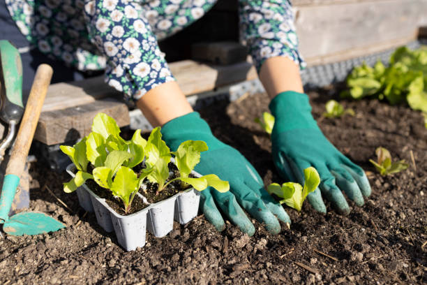 istock Women doing work outdoors in the garden  on a sunny day 1433524113