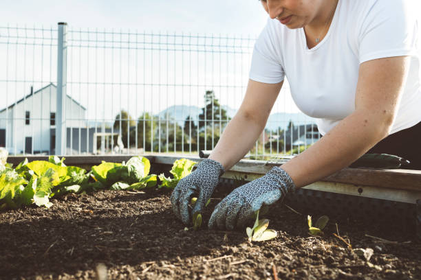istock Women doing work outdoors in the garden  on a sunny day 1433524115