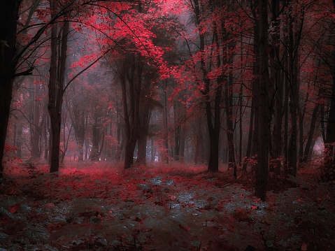 Fantasy forest in the fog in pink colours. Autumn forest in the morning. Mysterious woods.
