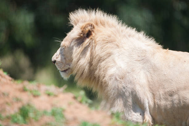 White lion White lions are lions with a rare color mutation, especially seen in lions of the Panthera leo melanochaita species. These animals are endangered. There are only 30 white lions left in the world. white lion in the zoo stock pictures, royalty-free photos & images