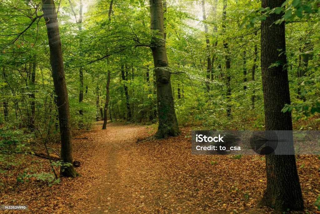 Dirt road in the autumn forest. Forest path in the morning. Autumn Stock Photo