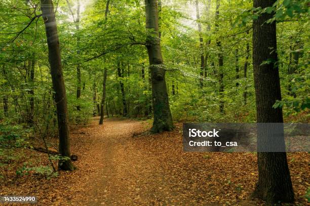 Dirt Road In The Autumn Forest Forest Path In The Morning Stock Photo - Download Image Now