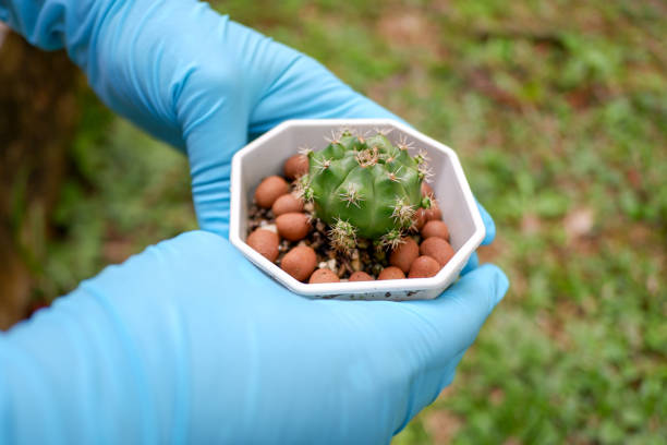 cactus kindergarten planted in small pots.