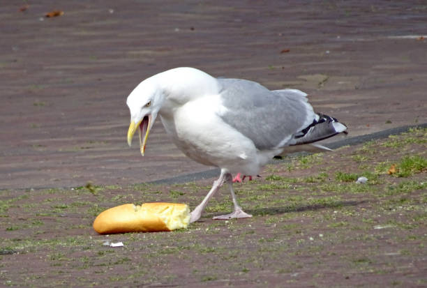 반 바게트가있는 광적인 갈매기 - herring gull 뉴스 사진 이미지