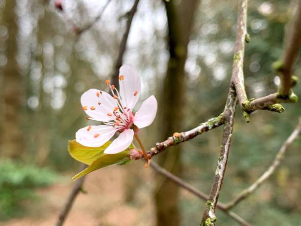 istock Close-Up Of Cherry Blossom On Tree 1433529599
