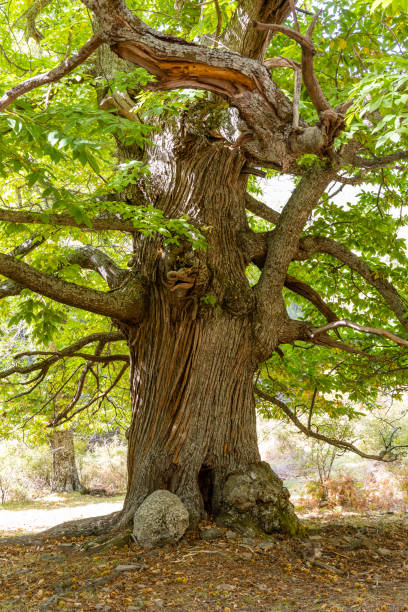 istock Chestnut forest in the Castanar El Tiemblo. Avila (Spain) 1433529855