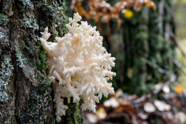 Hericium coralloides growing in the forest on a birch Hericium coralloides growing in the forest on a birch. hedgehog mushroom stock pictures, royalty-free photos & images