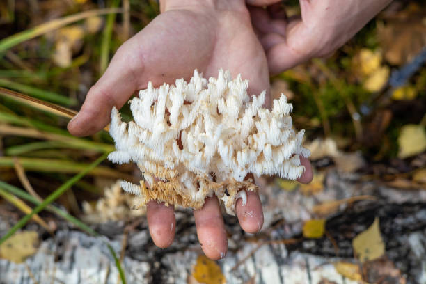 A girl in the forest holds a cut mushroom Hericium coralloides in her hand A girl in the forest holds a cut mushroom Hericium coralloides in her hand. hedgehog mushroom stock pictures, royalty-free photos & images