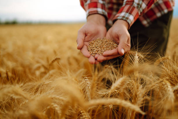 Farmers hands pour grain into field from hand to hand. Agricultural business.