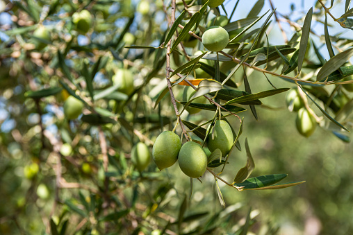 Green olives on olive tree