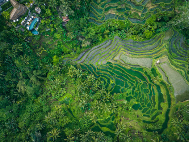 istock Rice Terrace seen from above 1433534911