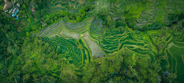istock Rice Terrace seen from above 1433534916