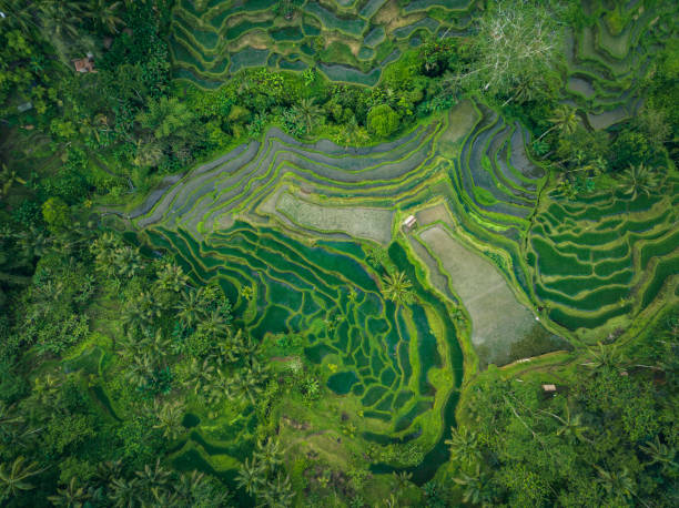 istock Rice Terrace in Bali seen from above 1433534927