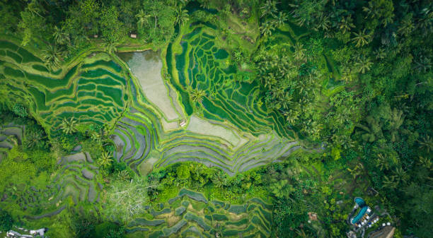istock Rice Terrace seen from above 1433534944