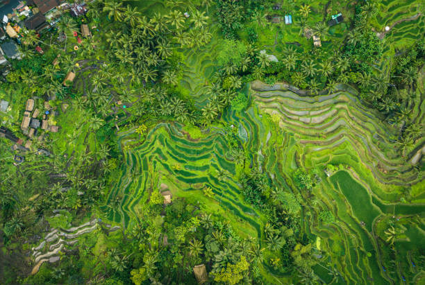 istock Rice Terrace in Bali seen from above 1433534970