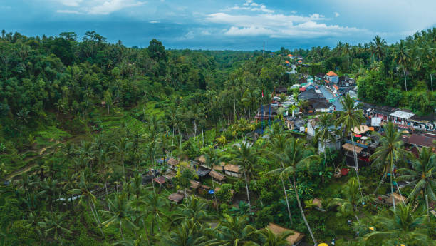 istock Rice Terrace in Bali Indonesia 1433534982
