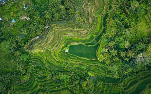 rizière en terrasse vue d’en haut - indonésien photos et images de collection