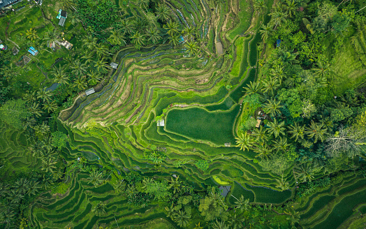 Tegallalang Rice Terrace seen from directly above after rainfall a cloudy day in Bali, Indonesia. The rice terrace is surrounded by tropical green rainforest.