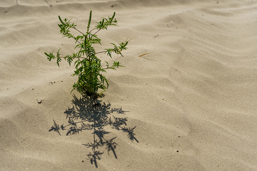 A small bush on the sand