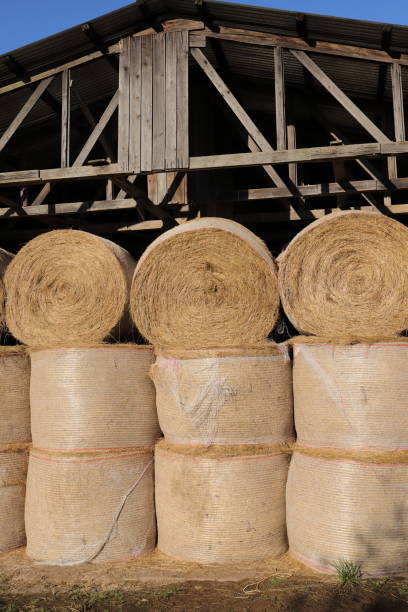 istock Stacked straw bales in a warehouse 1433538773