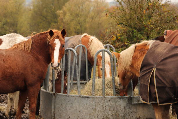 istock horses are standing at a feed rack 1433539663