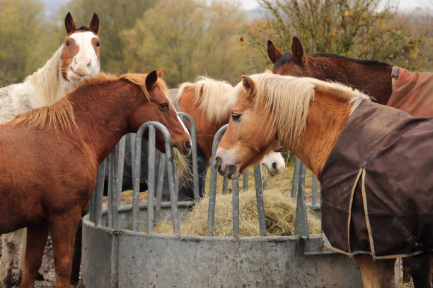istock horses are standing at a feed rack 1433539671