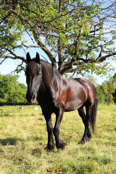 istock portrait of a horse 1433539834
