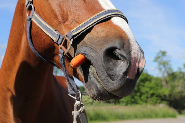 a nice funny portrait of a horse