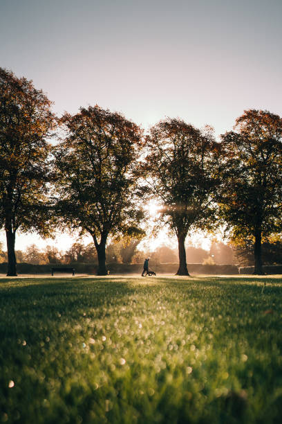 istock Man and dog morning walk at sunrise 1433540268