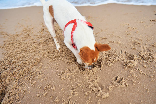 Dog digs sand on the sea beach. Active pet plays outdoors