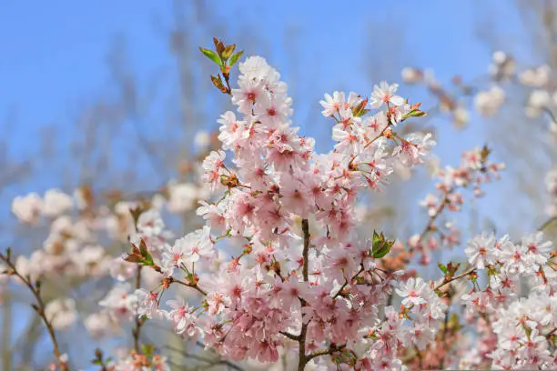 Close-up at Branch of sakura in blossom. Japanese garden in blossom. High quality photo