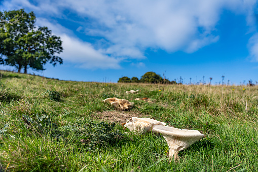 funnel cap mushroom in meadow in north yorkshire, UK